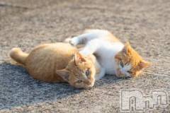 新潟デリヘル人妻不倫処　桃屋　新潟店(ヒトヅマフリンドコロモモヤ) みこと殿方の女神(48)の5月24日写メブログ「なんか」