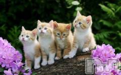 新潟デリヘル人妻不倫処　桃屋　新潟店(ヒトヅマフリンドコロモモヤ) みこと殿方の女神(48)の6月28日写メブログ「気になる」