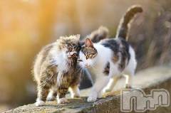 新潟デリヘル人妻不倫処　桃屋　新潟店(ヒトヅマフリンドコロモモヤ) みこと殿方の女神(48)の7月9日写メブログ「雨が」