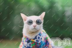 新潟デリヘル人妻不倫処　桃屋　新潟店(ヒトヅマフリンドコロモモヤ) みこと殿方の女神(48)の7月10日写メブログ「夏」