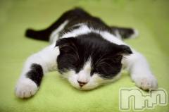 新潟デリヘル人妻不倫処　桃屋　新潟店(ヒトヅマフリンドコロモモヤ) みこと殿方の女神(48)の11月10日写メブログ「いつの間にか」