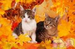 新潟デリヘル人妻不倫処　桃屋　新潟店(ヒトヅマフリンドコロモモヤ) みこと殿方の女神(48)の11月15日写メブログ「髪」