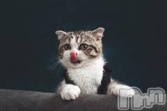 新潟デリヘル人妻不倫処　桃屋　新潟店(ヒトヅマフリンドコロモモヤ) みこと殿方の女神(48)の12月22日写メブログ「今日は」