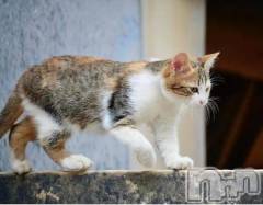 新潟デリヘル人妻不倫処　桃屋　新潟店(ヒトヅマフリンドコロモモヤ) みこと殿方の女神(48)の1月13日写メブログ「ありがとう」