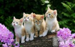 新潟デリヘル人妻不倫処　桃屋　新潟店(ヒトヅマフリンドコロモモヤ) みこと殿方の女神(48)の1月15日写メブログ「備え」