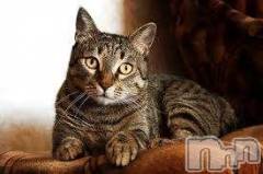 新潟デリヘル人妻不倫処　桃屋　新潟店(ヒトヅマフリンドコロモモヤ) みこと殿方の女神(48)の1月18日写メブログ「明日」