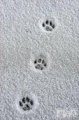 新潟デリヘル人妻不倫処　桃屋　新潟店(ヒトヅマフリンドコロモモヤ) みこと殿方の女神(48)の1月29日写メブログ「あれ？晴れた」