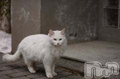 新潟デリヘル人妻不倫処　桃屋　新潟店(ヒトヅマフリンドコロモモヤ) みこと殿方の女神(48)の2月13日写メブログ「出勤」