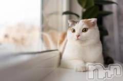 新潟デリヘル人妻不倫処　桃屋　新潟店(ヒトヅマフリンドコロモモヤ) みこと殿方の女神(48)の3月20日写メブログ「祝日」