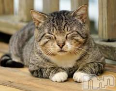 新潟デリヘル人妻不倫処　桃屋　新潟店(ヒトヅマフリンドコロモモヤ) みこと殿方の女神(48)の3月21日写メブログ「昼間」