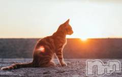 新潟デリヘル人妻不倫処　桃屋　新潟店(ヒトヅマフリンドコロモモヤ) みこと殿方の女神(48)の3月31日写メブログ「ようやく」