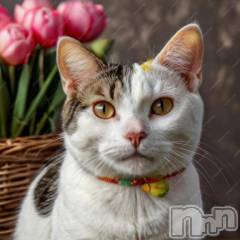 新潟デリヘル人妻不倫処　桃屋　新潟店(ヒトヅマフリンドコロモモヤ) みこと殿方の女神(48)の4月8日写メブログ「桜」