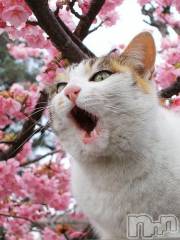 新潟デリヘル人妻不倫処　桃屋　新潟店(ヒトヅマフリンドコロモモヤ) みこと殿方の女神(48)の4月10日写メブログ「4月8日って」