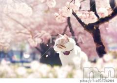 新潟デリヘル人妻不倫処　桃屋　新潟店(ヒトヅマフリンドコロモモヤ) みこと殿方の女神(48)の4月13日写メブログ「出勤しました」