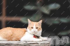 新潟デリヘル人妻不倫処　桃屋　新潟店(ヒトヅマフリンドコロモモヤ) みこと殿方の女神(48)の4月19日写メブログ「明日」