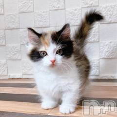 新潟人妻デリヘル人妻不倫処　桃屋　新潟店(ヒトヅマフリンドコロモモヤ) みこと殿方の女神(48)の5月4日写メブログ「時間変更」