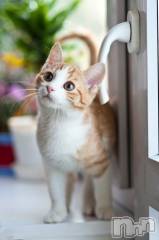 新潟デリヘル人妻不倫処　桃屋　新潟店(ヒトヅマフリンドコロモモヤ) みこと殿方の女神(48)の10月10日写メブログ「やって来たみたい」