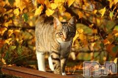 新潟デリヘル人妻不倫処　桃屋　新潟店(ヒトヅマフリンドコロモモヤ) みこと殿方の女神(48)の10月12日写メブログ「急に」