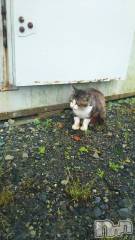 新潟デリヘル人妻不倫処　桃屋　新潟店(ヒトヅマフリンドコロモモヤ) みこと殿方の女神(48)の1月3日写メブログ「あけまして」