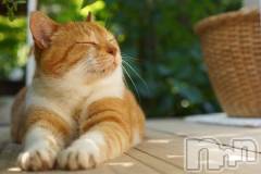 新潟デリヘル人妻不倫処　桃屋　新潟店(ヒトヅマフリンドコロモモヤ) みこと殿方の女神(48)の1月5日写メブログ「寒っ」