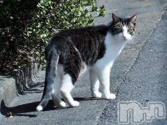 新潟デリヘル人妻不倫処　桃屋　新潟店(ヒトヅマフリンドコロモモヤ) みこと殿方の女神(48)の1月19日写メブログ「明日」