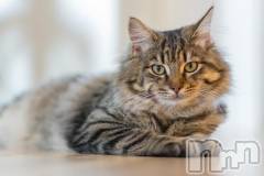 新潟デリヘル人妻不倫処　桃屋　新潟店(ヒトヅマフリンドコロモモヤ) みこと殿方の女神(48)の1月20日写メブログ「転んだのよ」