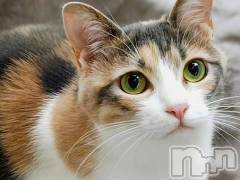 新潟デリヘル人妻不倫処　桃屋　新潟店(ヒトヅマフリンドコロモモヤ) みこと殿方の女神(48)の2月11日写メブログ「朝から」