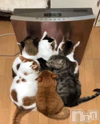 新潟人妻デリヘル 人妻不倫処　桃屋　新潟店(ヒトヅマフリンドコロモモヤ) みこと殿方の女神(48)の2月19日写メブログ「猫だんご」