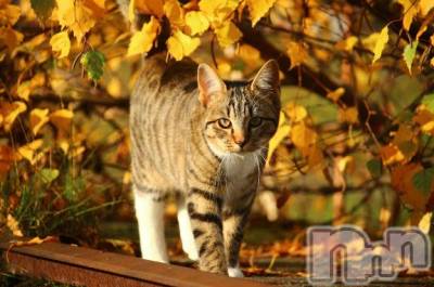 新潟デリヘル 人妻不倫処　桃屋　新潟店(ヒトヅマフリンドコロモモヤ) みこと殿方の女神(48)の10月12日写メブログ「急に」