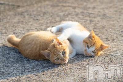 新潟デリヘル 人妻不倫処　桃屋　新潟店(ヒトヅマフリンドコロモモヤ) みこと殿方の女神(48)の10月21日写メブログ「さむっ」