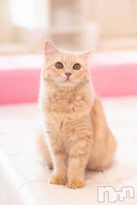 新潟デリヘル 人妻不倫処　桃屋　新潟店(ヒトヅマフリンドコロモモヤ) みこと殿方の女神(48)の10月29日写メブログ「お疲れ様です」