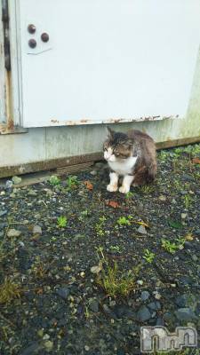 新潟デリヘル 人妻不倫処　桃屋　新潟店(ヒトヅマフリンドコロモモヤ) みこと殿方の女神(48)の1月3日写メブログ「あけまして」