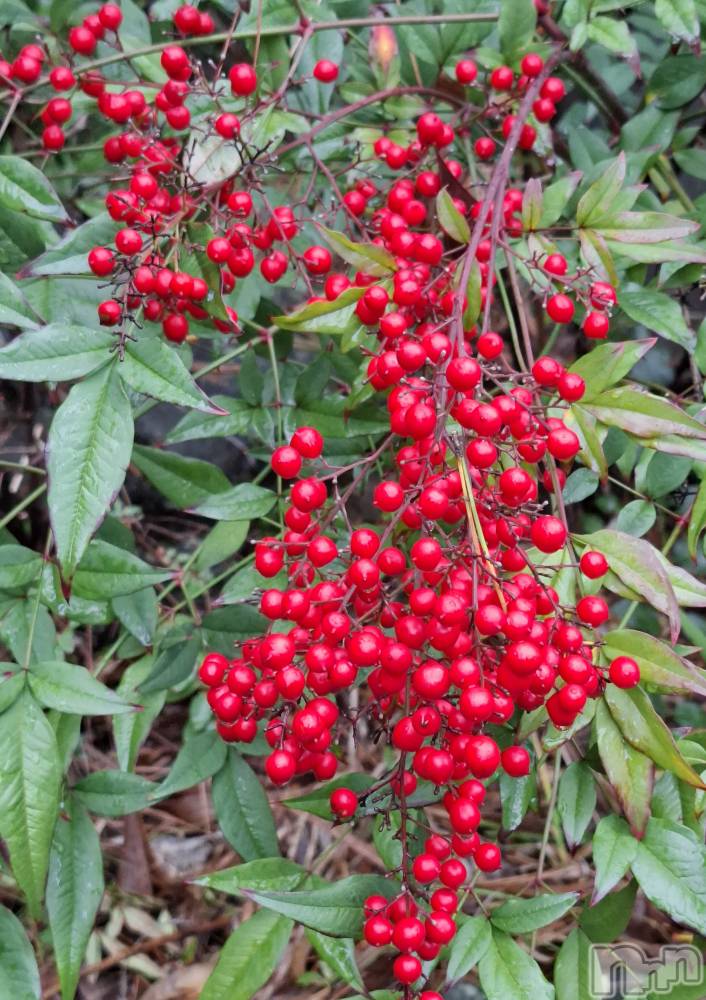 長岡デリヘルBIANCA～主人の知らない私～長岡店(ビアンカナガオカテン) 一ノ瀬　ゆま(36)の12月31日写メブログ「一ノ瀬ゆま」