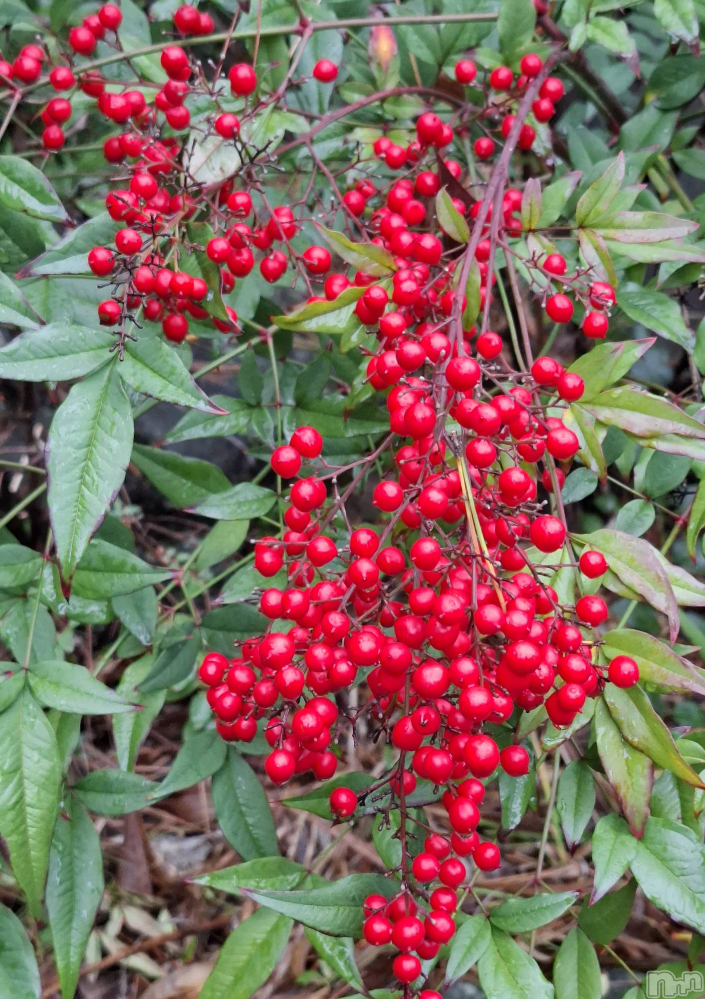 長岡デリヘルBIANCA～主人の知らない私～長岡店(ビアンカナガオカテン)一ノ瀬　ゆま(36)の2025年12月31日写メブログ「一ノ瀬ゆま」