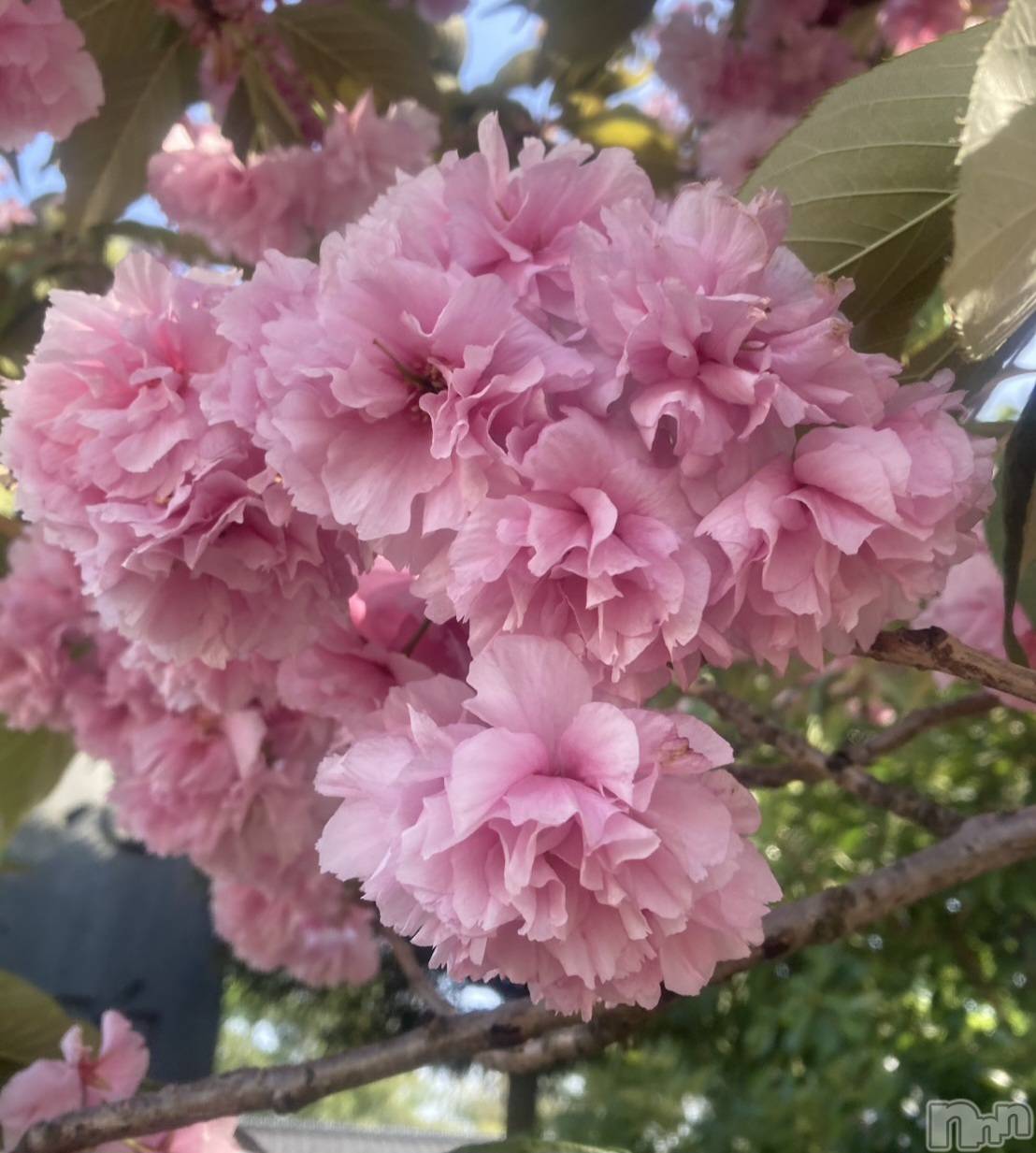 長岡デリヘルBIANCA～主人の知らない私～長岡店(ビアンカナガオカテン)一ノ瀬　ゆま(36)の2026年5月9日写メブログ「一ノ瀬ゆま」