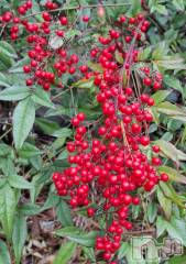 長岡デリヘルBIANCA～主人の知らない私～長岡店(ビアンカナガオカテン) 一ノ瀬　ゆま(36)の12月31日写メブログ「一ノ瀬ゆま」