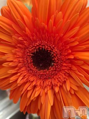 長岡デリヘル BIANCA～主人の知らない私～長岡店(ビアンカナガオカテン) 一ノ瀬　ゆま(36)の5月13日写メブログ「一ノ瀬ゆま」