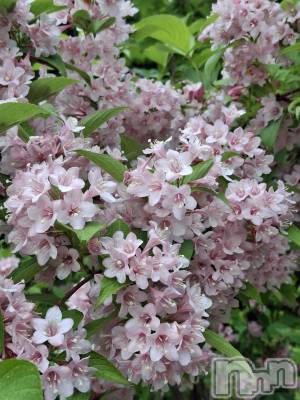 長岡デリヘル BIANCA～主人の知らない私～長岡店(ビアンカナガオカテン) 一ノ瀬　ゆま(36)の6月11日写メブログ「一ノ瀬ゆま」