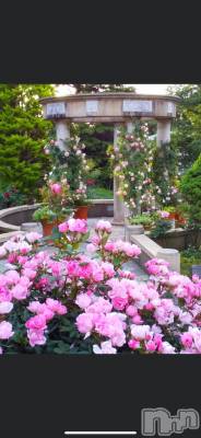 上越デリヘル らぶ妻　～新潟の人妻が集う店～(ラブツマ) 諏訪れいか★爆乳(40)の5月26日写メブログ「お久しぶりです°ʚ(*´꒳`*)ɞ°」