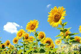 Ĺ襳ѥ˥󥯥ֻ򥳥ѥ˥󥯥 Amour(ࡼ)  2015ǯ816̥֥֤Ҥޤɢ