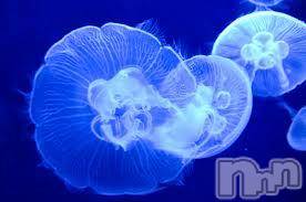 Ĺ襳ѥ˥󥯥ֻ򥳥ѥ˥󥯥 Amour(ࡼ)  2015ǯ819̥֥ifΥ饲ôw