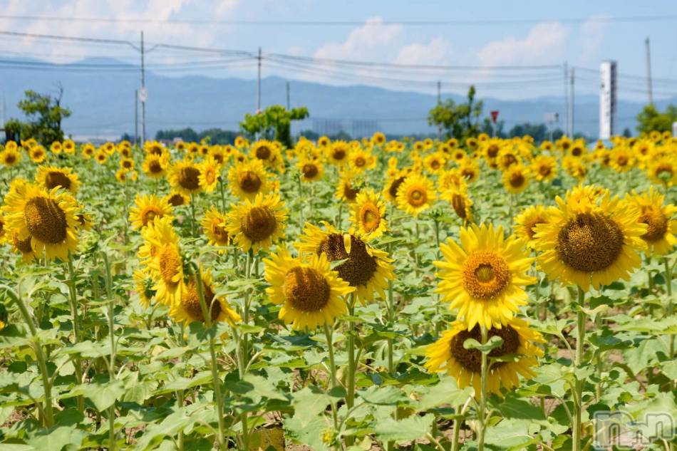 上越風俗エステ(ジョウエツフウゾクシュッチョウアロママッサージ)の2021年8月3日お店速報「Twitterでお得な合言葉『上越アロマ　ツイッター』で検索してね☆」