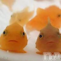 上越風俗エステ 上越風俗出張アロママッサージ(ジョウエツフウゾクシュッチョウアロママッサージ)の4月10日お店速報「最新情報をライブ配信『上越アロマ　ツイッター』で検索してね」
