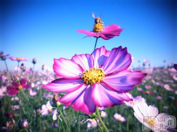 ȯѥ˥󥯥ֿ㤪ѥ˥ (˥ѥ˥󥦥)  2014ǯ99̥֥֤äȥåʥѥ˥Ȥˢ