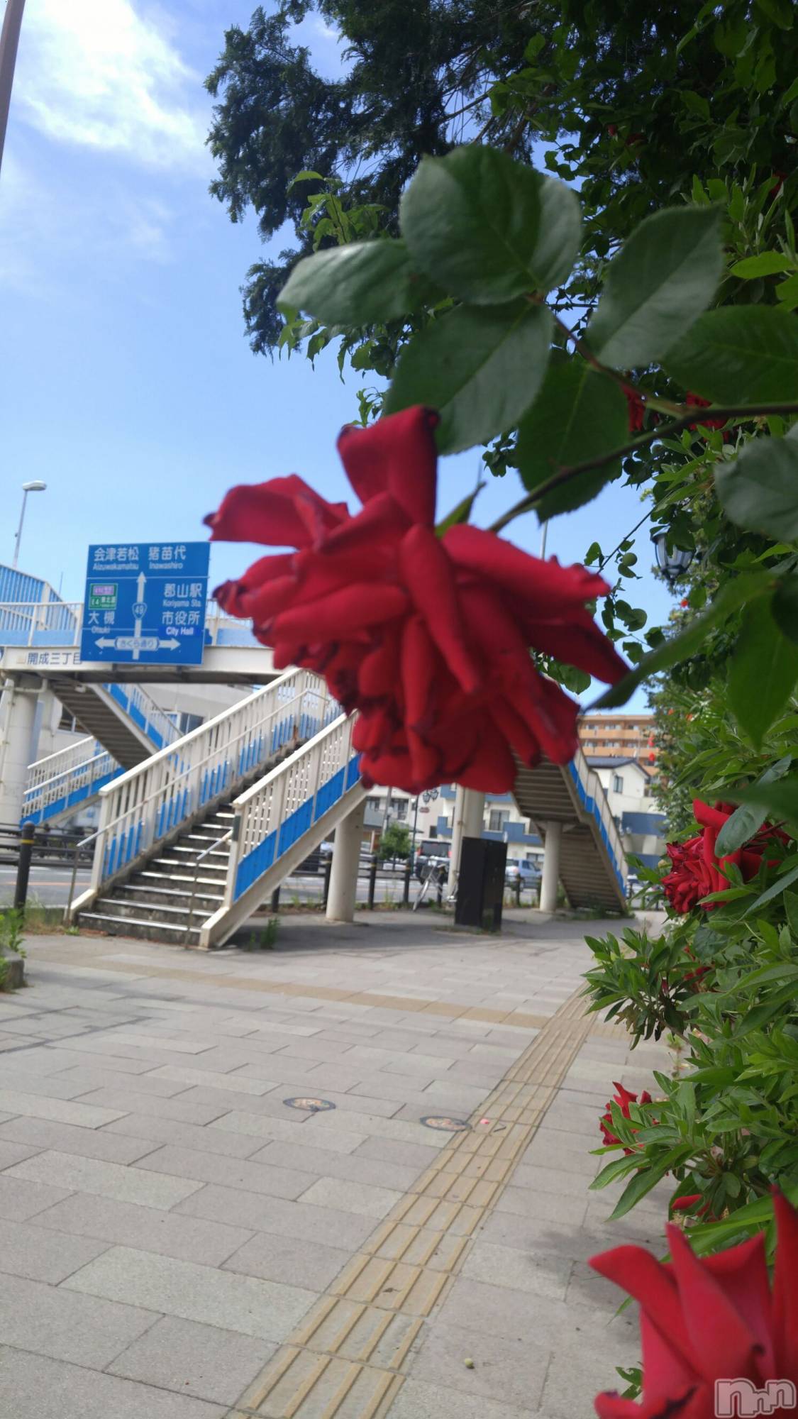 上越デリヘル上越風俗出張アロママッサージ(ジョウエツフウゾクシュッチョウアロママッサージ)さくら☆(36)の2019年5月29日写メブログ「『さくら通り』　の　情熱」