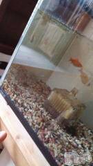 上越デリヘル上越風俗出張アロママッサージ(ジョウエツフウゾクシュッチョウアロママッサージ) さくら☆(36)の11月26日写メブログ「およいて　こをほわそひららしささ」