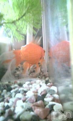 上越デリヘル 上越風俗出張アロママッサージ(ジョウエツフウゾクシュッチョウアロママッサージ) さくら☆(36)の1月31日写メブログ「この金魚は眉毛あるかな」