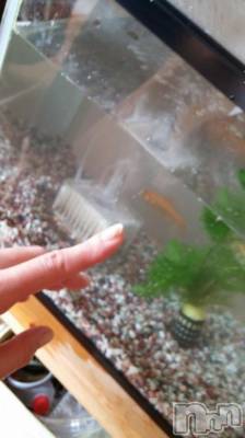 上越デリヘル 上越風俗出張アロママッサージ(ジョウエツフウゾクシュッチョウアロママッサージ) さくら☆(36)の7月6日写メブログ「我輩は金魚である。名前はまだない」