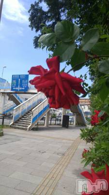 上越デリヘル 上越風俗出張アロママッサージ(ジョウエツフウゾクシュッチョウアロママッサージ) さくら☆(36)の5月29日写メブログ「『さくら通り』　の　情熱」