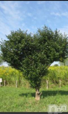 上越デリヘル 上越風俗出張アロママッサージ(ジョウエツフウゾクシュッチョウアロママッサージ) える☆(40)の11月8日写メブログ「☆える☆」